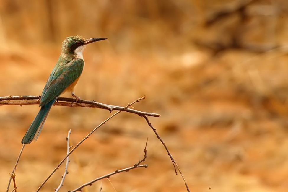 Abejaruco somalí (Merops revoilii)